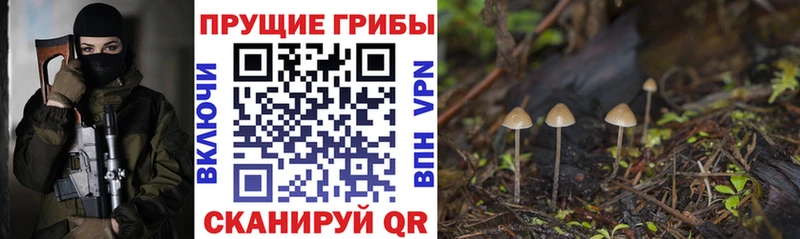 Псилоцибиновые грибы мицелий где можно купить Кирсанов